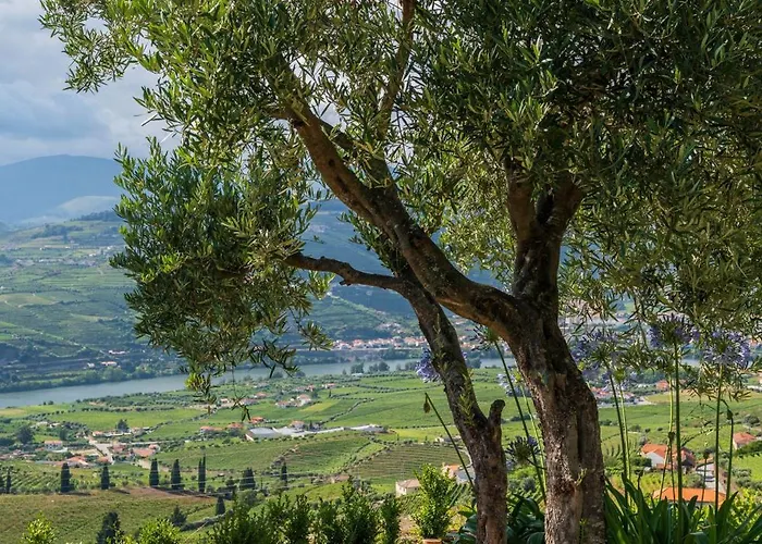 Ferienhaus Host Wise - Casa Dos Ciprestes - Pool & Vines Haven Lamego